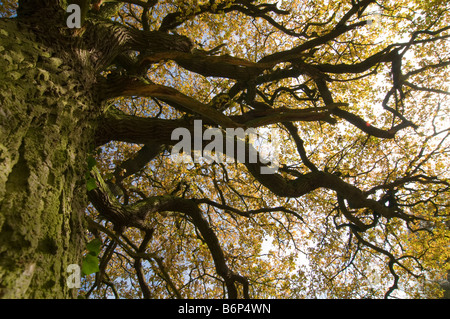 Stamm der englischen Eiche Quercus Rober nachschlagen Stockfoto