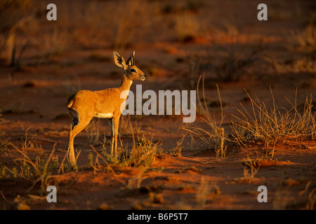 Männliche Steinböckchen Antilope, (Raphicerus Campestris) im späten Nachmittag Licht, Kgalagadi Transfrontier Park, Südafrika Stockfoto