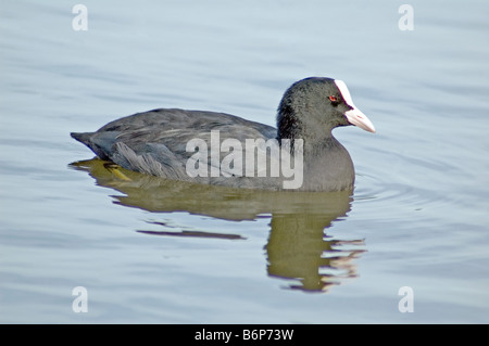 Blässhuhn Fulica Atra auf dem Wasser Stockfoto