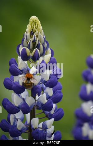 Lila Lupinen wachsen im Garten mit einer Biene ihren Nektar zu sammeln. Stockfoto
