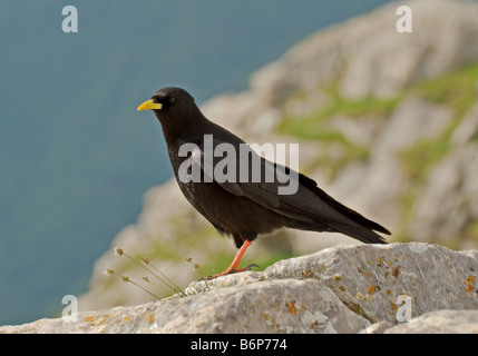 Alpine Alpenkrähe (Pyrrhocorax Graculus) in den Picos de Europa-Berge Stockfoto