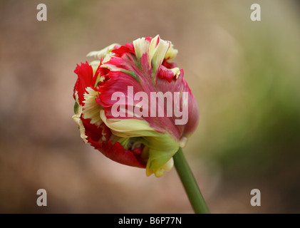 Rote, grüne und weiße Tulpe wachsen in einem Garten mit natürlichen Hintergrund. Stockfoto