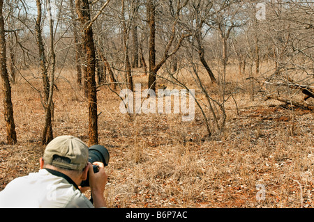 Wildlife Fotograf nimmt Bilder der Geparden Gepard Acinonyx Jubatus lag im Schatten männlichen Biotope Camou liegend Stockfoto