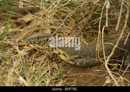wild wild Nilwaran ECHSE Varanus Niloticus lauern herumzuschleichen lauernden lauert liegen auf der Lauer liegen für Beute getarnt Verkleidung c Stockfoto