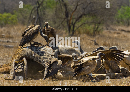 wilde Tiere füttern viel viele Geier Vulture AAS Essen, Süd-Afrika Südafrika Essen Fütterung Scavenger-giraffe Stockfoto