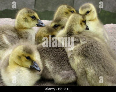 Eine Gruppe von sieben frisch geschlüpften Kanada Gänse Gänsel huddle zusammen für Wärme Stockfoto