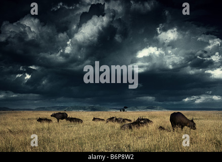 Gnus in Kenia Stockfoto