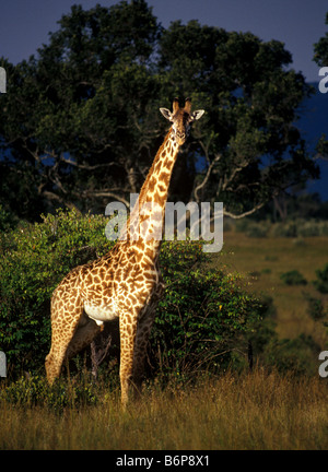 Giraffe im Masai Mara Kenia Stockfoto