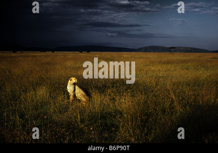 Geparden in Masai Mara Kenia Stockfoto