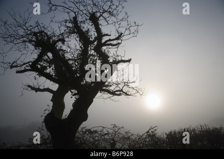 Baum im Nebel mit wässrigen Sonne, aufgenommen an einem Dezembertag vor Weihnachten, Morgenlicht auf Baum im Nebel Stockfoto