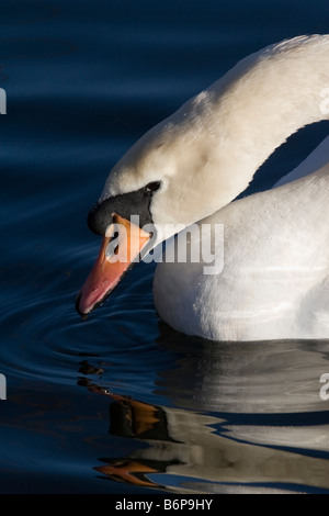 Höckerschwan beugte sich über das Wasser mit Reflexion Stockfoto