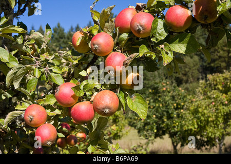 Zitrone Pippen Äpfel am Baum, einer der 350 Sorten in Salt Spring Island, Britisch-Kolumbien Kanada Stockfoto