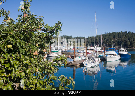 Ganges Hafen mit Segelbooten in Docks und Birne Baum, Salt Spring Island, Britisch-Kolumbien Kanada Stockfoto