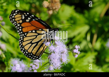 Monarch Fütterung auf eine Nebel-Blume Stockfoto