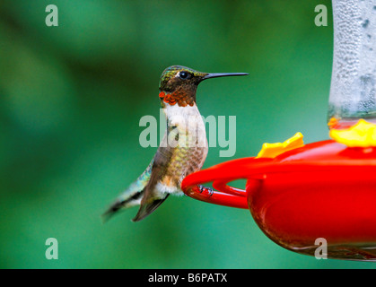 Ein männlicher Ruby – Throated Kolibri hockt auf einem roten Kolibri Feeder. Stockfoto