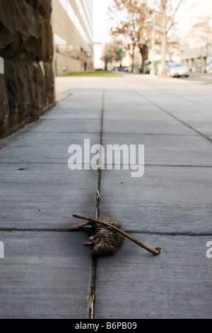 Eine tote Ratte auf Bürgersteig Stockfoto