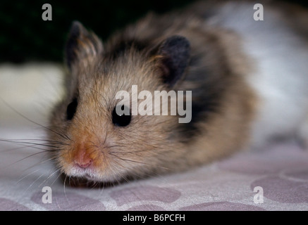 Syrischen oder Goldhamster (Mesocricetus Auratus) Stockfoto