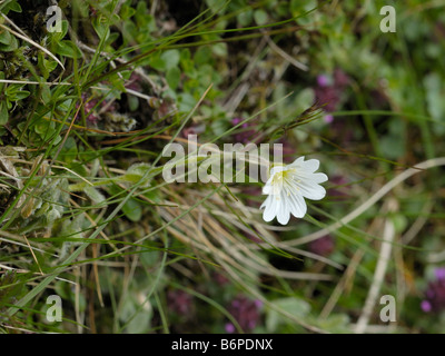 Alpine Hornkraut, Cerastium alpinum Stockfoto