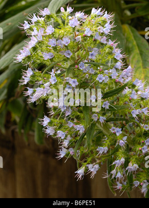 Riesige Viper's Bugloss, Echium pininana Stockfoto