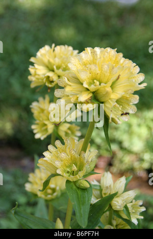Gefleckter Enzian - Gentiana Trommler in den Seealpen Stockfoto