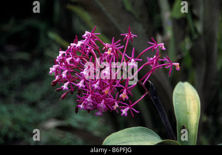 Orchidee Epidendrum Friederici Guilielmi, Inka-Trail, Peru Stockfoto