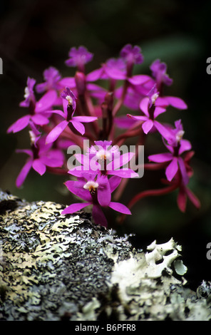 Epidendrum Secundum oder Wiñay Wayna Orchidee (rosa Formular) und Flechten, Inka-Trail, Peru Stockfoto