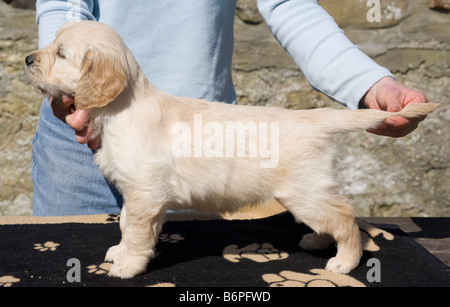 Trickett Golden Retriever männlichen Welpen 6 Wochen alt Yorkbeach Sandkasten auf Tisch zur Beurteilung für ein- oder Zucht steht Stockfoto