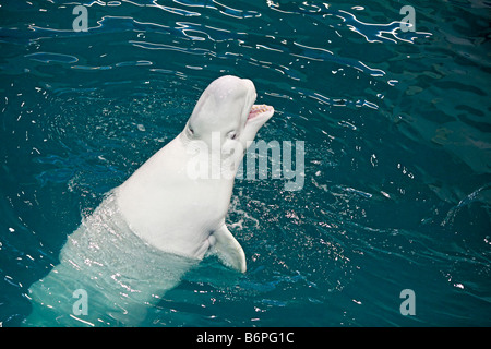 Beluga, Weißwal (Delphinapterus Leucas) im Delfinarium, Moskau, Russland Stockfoto