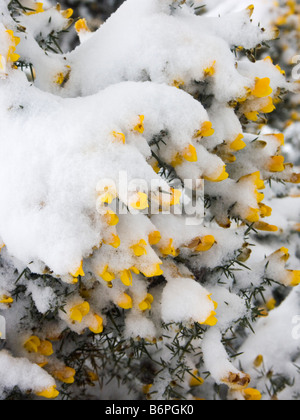 Ulex Europaeus (gemeinsame Stechginster), Blumen mit Schnee bedeckt, UK (Wales) Stockfoto