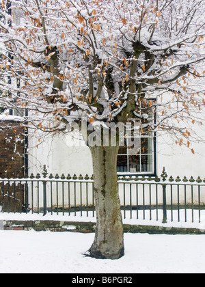 Presteigne, Powys, UK. Gekappte Baum und Geländer unter Schnee im Zentrum Stadt Stockfoto