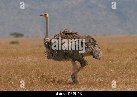 Weibliche Strauß (Struthio Camelus) in der Masai Mara, Kenia Ostafrika. Stockfoto