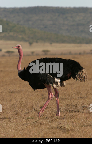 Männliche Strauß (Struthio Camelus) in der Masai Mara, Kenia Ostafrika. Stockfoto