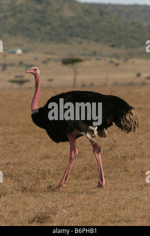 Männliche Strauß (Struthio Camelus) in der Masai Mara, Kenia Ostafrika. Stockfoto