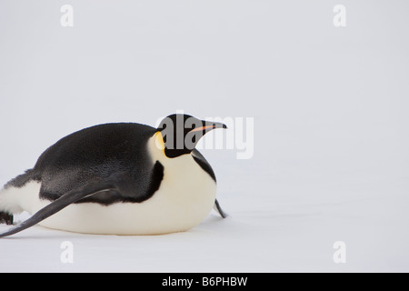 Close up Rodeln Kaiserpinguine auf dem Eis bei Snow Hill Island im Weddellmeer der Östlichen Antarktis Augenkontakt Leerzeichen Stockfoto