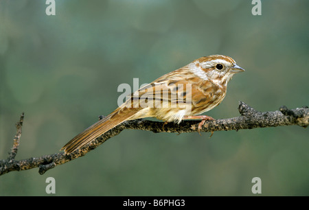 Singammer Melospiza melodia Stockfoto