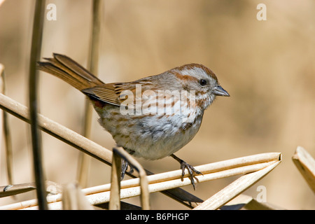 Singammer Melospiza Melodia Goldhahnenfuß Tucson Arizona USA 23 März Erwachsene EMBERIZIDAE Stockfoto