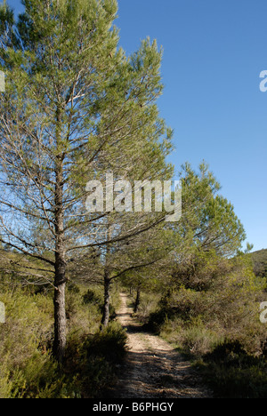 verfolgen Sie durch Kiefernwald, Sierra De La Forada, Comunidad Valenciana, Provinz Alicante, Spanien Stockfoto