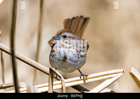 Singammer Melospiza Melodia Goldhahnenfuß Tucson Arizona USA 23 März Erwachsene EMBERIZIDAE Stockfoto