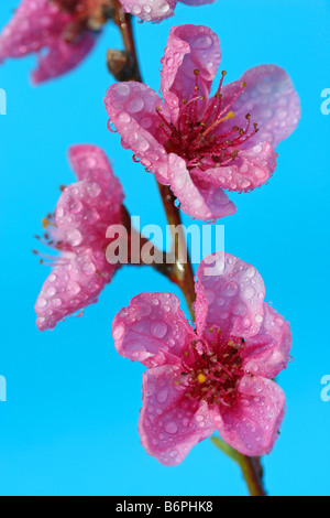 Pfirsichbaum Blumen mit Tröpfchen Prunus persica Stockfoto