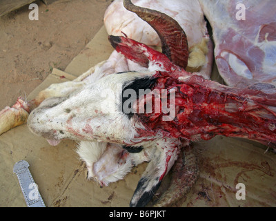 Tabaski oder Eid Al-Adha. Die Schlachten von einer Ziege in ein rituelles Opfer. Gambia, Westafrika. Stockfoto