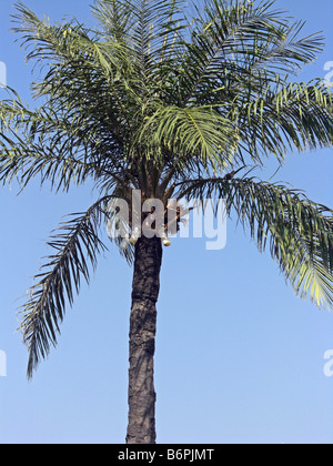 Palm Wein klopfen in Gambia. Stockfoto