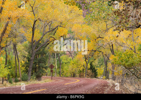 Peak Herbstfarben entlang der Zion Canyon Scenic Drive in Zion National Park in Utah Stockfoto