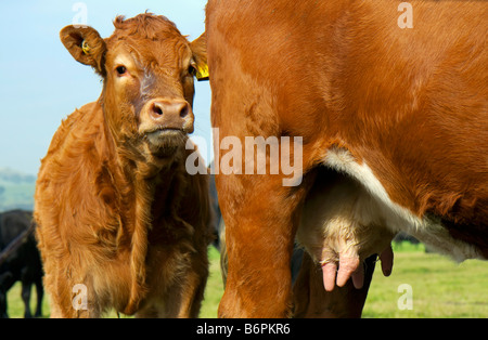 Eine rote Aberdeen Angus Kalb stehend hinter Mutter in Derbyshire Peak District September 2008 Stockfoto