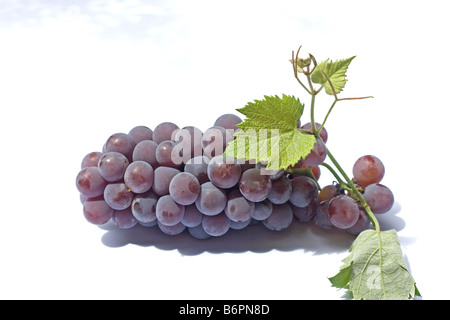 Rote Trauben und Blätter auf weißem Hintergrund Stockfoto