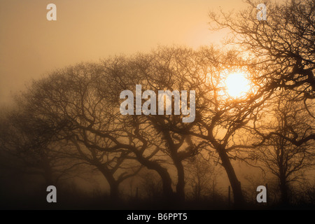Bäume im Nebel bei Penymynydd Stockfoto