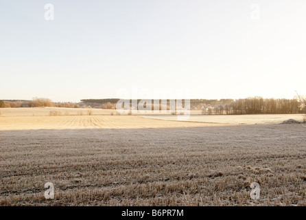 Felder an frostigen Wintermorgen, Lohja, Finnland Stockfoto