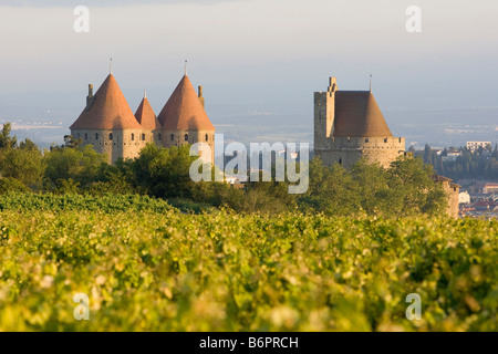 La Cité Carcassonne mit Weinreben im Vordergrund Stockfoto