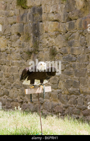 Ein Adler und Vogel-Handler üben für mittelalterliche Spiele in Carcassonne, Frankreich Stockfoto