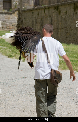 Ein Adler und Vogel-Handler üben für mittelalterliche Spiele in Carcassonne, Frankreich Stockfoto