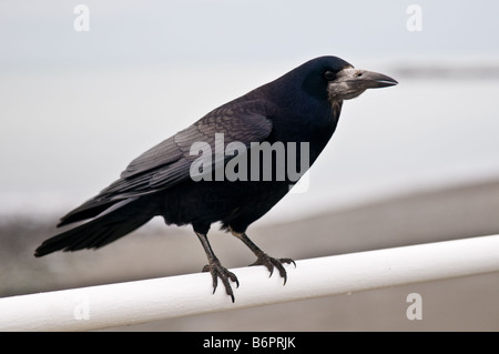 Turm: Corvus Frugilegus, stehend auf Meer Geländer Stockfoto